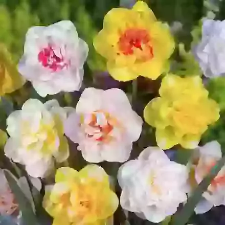 Double Daffodil Super Mixture
